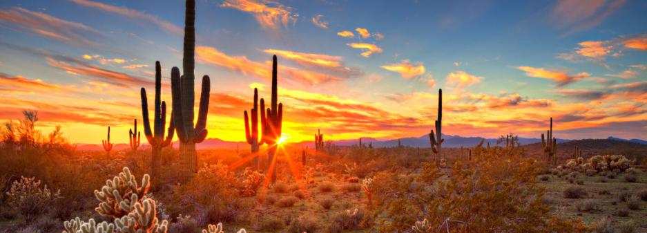 Sonoran desert at sunset